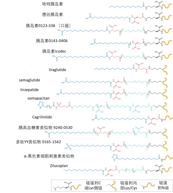 常见多肽脂质化修饰示意图