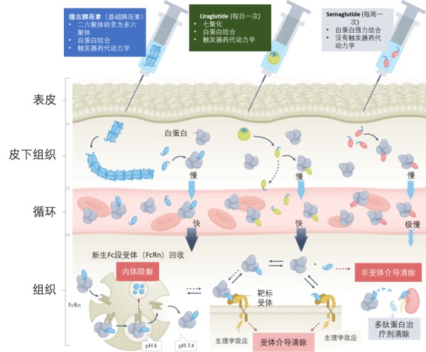 脂肪酸衍生化能够延长肽和蛋白质药物半衰期的部分机制示意图