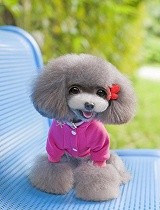 翻不过身的小狗-可爱动物