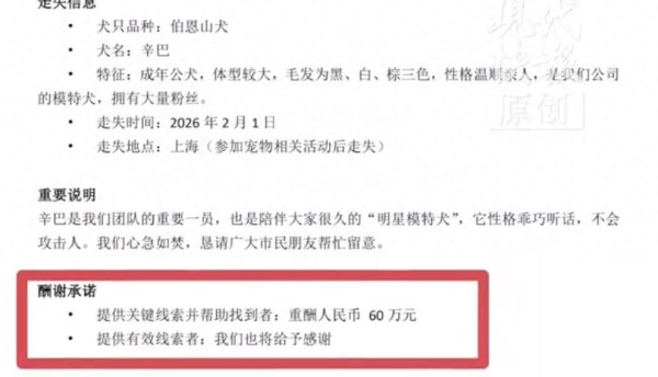 “明星模特犬”走失，悬赏60万！