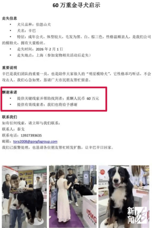 事发上海！4岁半“明星模特犬”辛巴走失超20天，公司悬赏60万元寻找