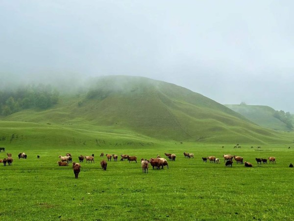 2025年度阿勒泰旅行社口碑榜前十名：专业测评与小团体避坑指南