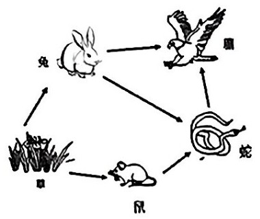 在同一栖息地中生物间的敌对关系是熊和鱼。