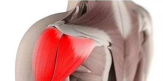 三角肌后束:单臂绳索后拉!