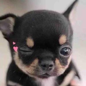 植物大战僵尸海底迷踪头像怎么获得