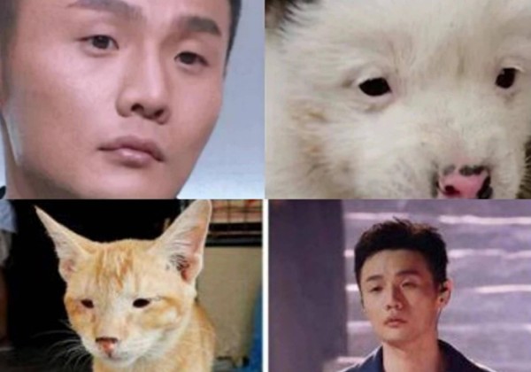 盘点娱乐圈撞脸小动物的明星,王源撞脸兔子,孙红雷撞脸狗狗