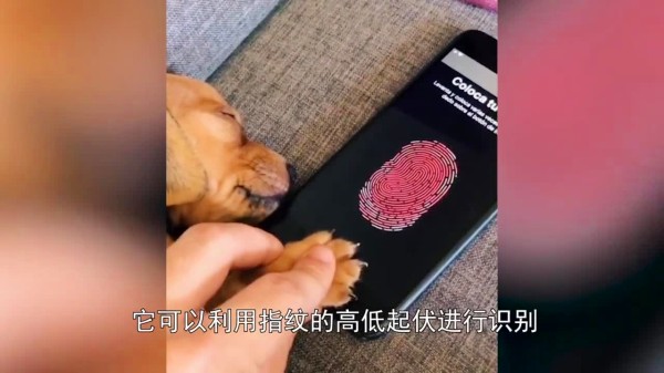 老外用刺猬的爪子，设置了一个指纹解锁，让人意外的事情发生了