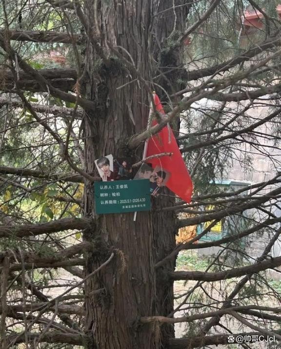 地坛公园多树被认养，涉及王一博周深等，引粉丝打卡