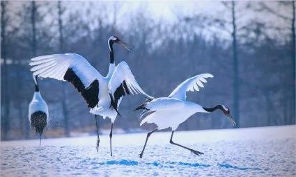 大S的影视作品回顾：从经典到新潮的多元表现