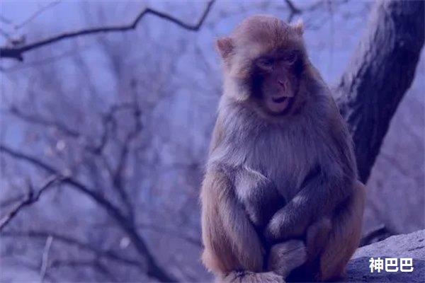 属猴的明星和名人有哪些人物