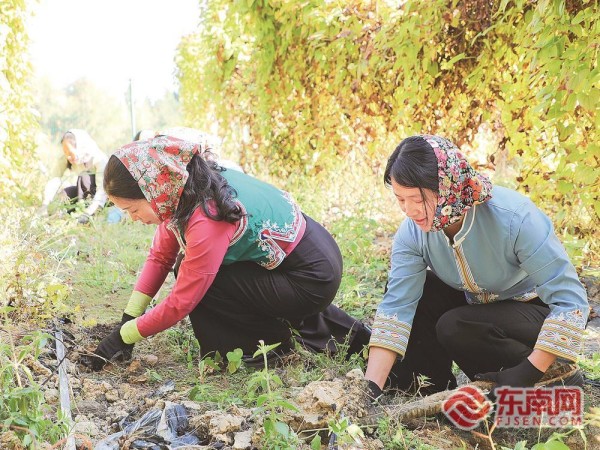 上线秒光，西头村来了台湾“明星”