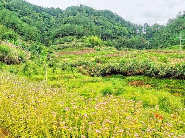 明星动态频发：合作与挑战并存