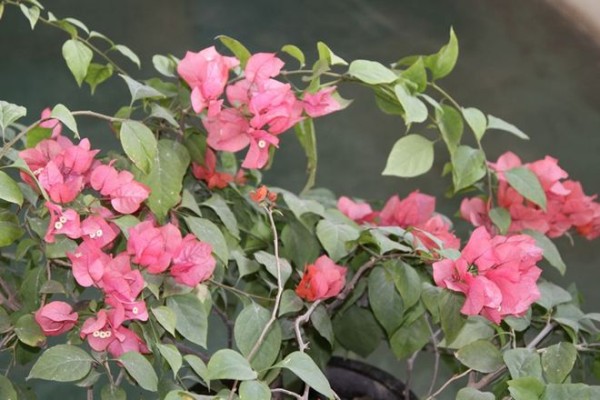 2^xy+1x=1y^2的导数计算