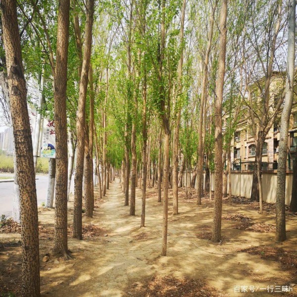 新课程改革背景下小学教师角色转变的调查研究