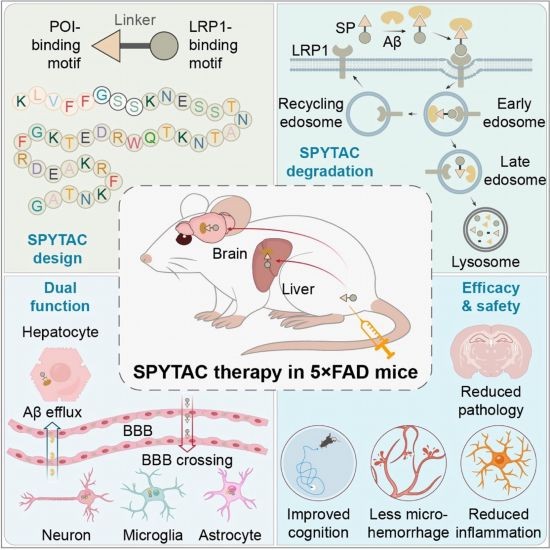 阿尔茨海默病治疗新策略！我国科学家开发新型靶向蛋白降解技术