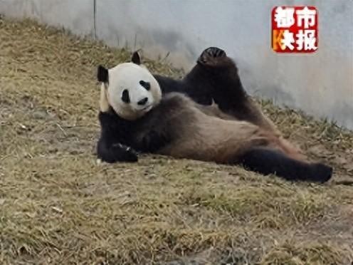 楼生不愧是大熊猫明星家族的大小姐