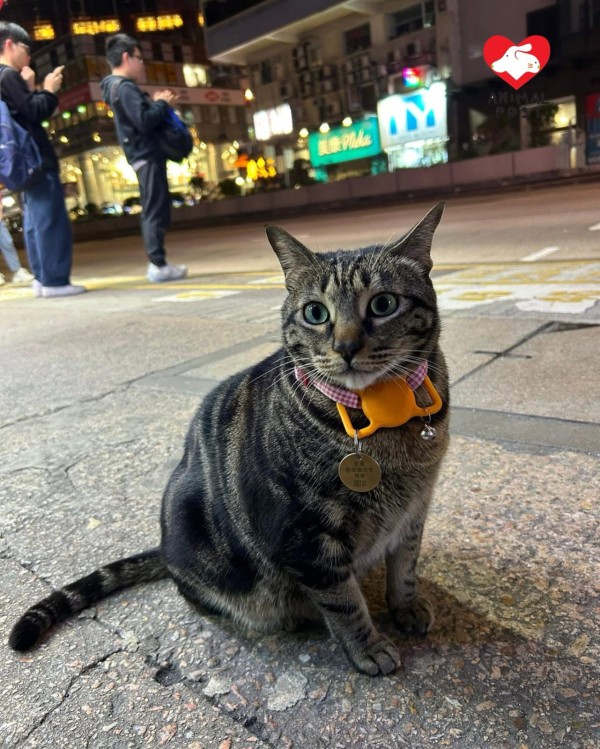 旺角明星店貓阻B昨晚疑被人偷走。