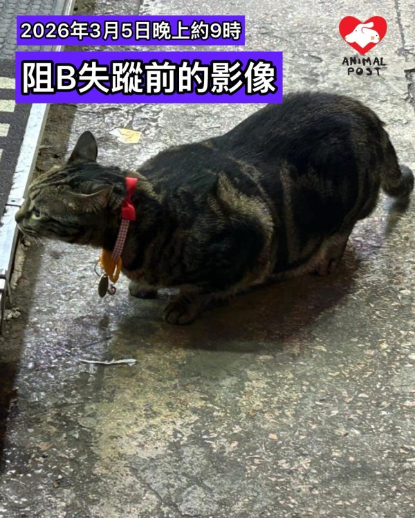 旺角明星店貓阻B昨晚疑被人偷走。