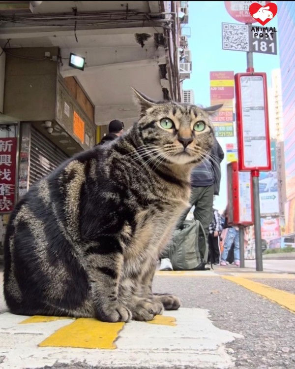 阻B很受歡迎，有很多人關注。