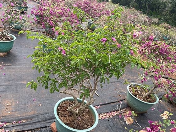 棒球服文化符号研究：如何从校园走向街头时尚的流行历程