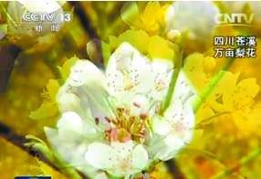 新闻联播结尾卖萌“文艺范”说春光引好