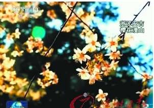 新闻联播结尾卖萌“文艺范”说春光引好