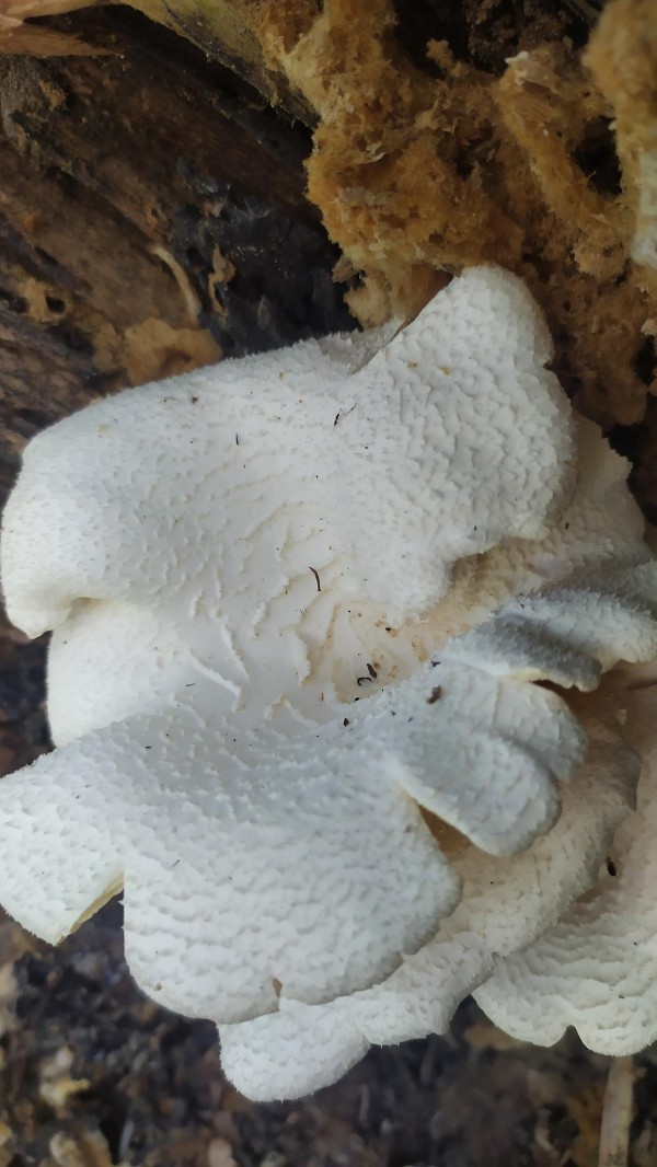 赵露思直播力推竹荪引抢购潮！营养师拆解“菌中皇后”的免疫密码