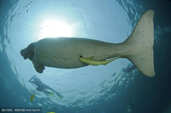 美人鱼既不是人也不是鱼，科学家认为和它关系最密切的竟然是大象