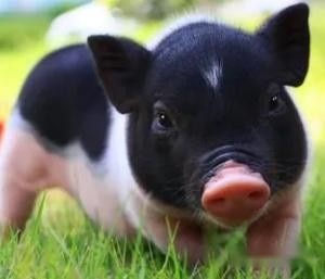 做梦梦到猪的意思 第3张