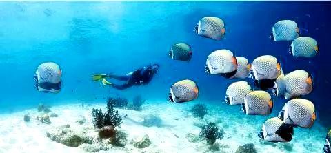 明星的潜水热潮：身心放松与责任担当