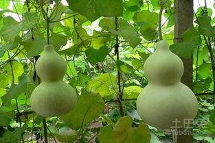 吃葫芦瓜做法,葫芦瓜的多样烹饪法