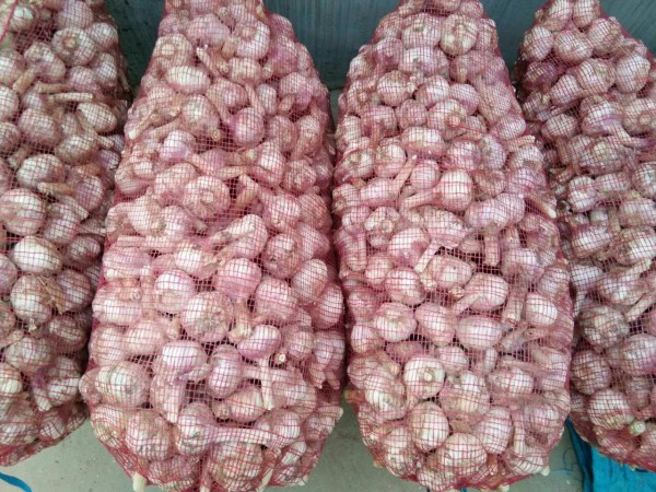 苍山红蒜系列产品展示图