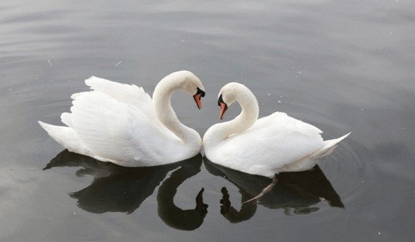 太阳白羊座与12上升星座：星象搭配大揭秘