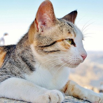 詹姆斯生涯最难打破的10大荣誉记...@吉林省意的动态