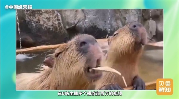 卡皮巴拉爆火网络！摇身一变全球明星，为啥年轻人如此喜欢？