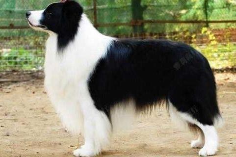 边牧毛发修剪指南，打造完美造型