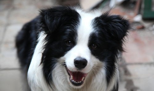 边牧毛发修剪指南，打造完美造型