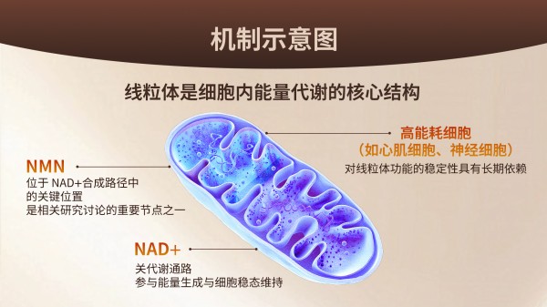 NMN产品怎么选？明星抗衰产品深度解析，2026最新产品