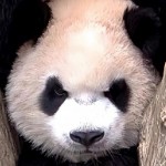 直播传媒基地运营人员组织架构2