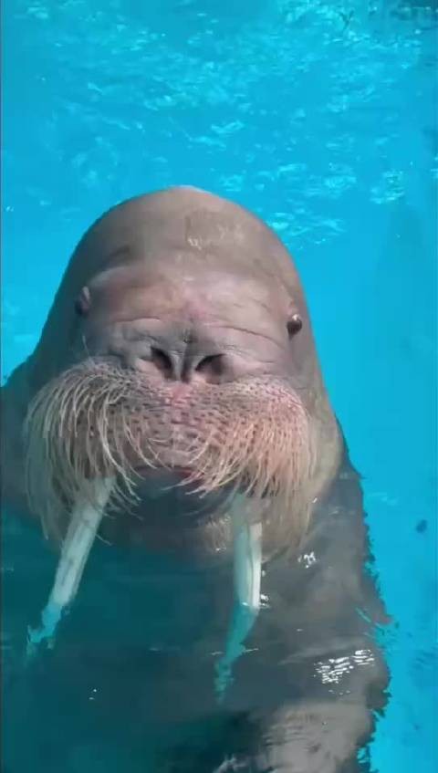 郑州海昌明星动物首度揭秘！