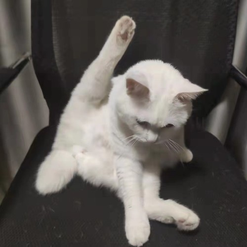 巨星:从素人恋综出道