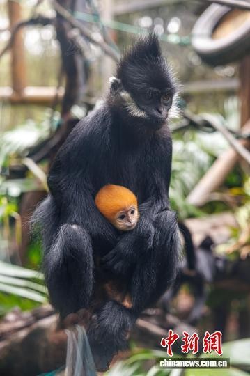 23日，刚满月的黑叶猴“初七”依偎在妈妈“笑笑”的怀中。(广州长隆野生动物世界 供图)