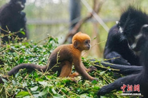 广州长隆野生动物世界黑叶猴“初七”23日迎来满月，正式与游客见面。(广州长隆野生动物世界 供图)