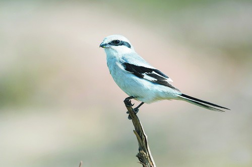 小萌鸭意外走红 “明星”鸟在厦单飞