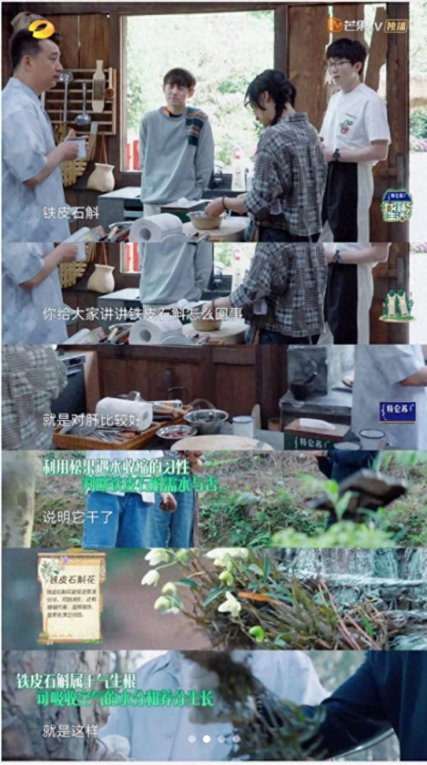 深受明星追捧的养生好物石斛，究竟是什么？