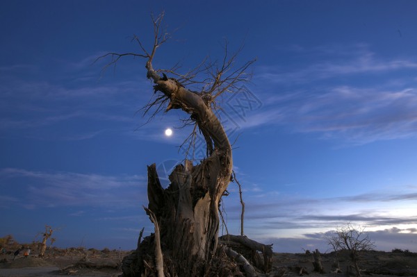 明星背景枯树林傍晚风光背景
