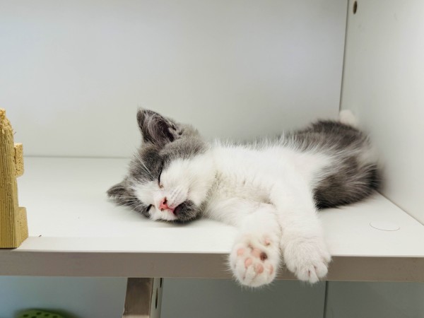 梓谈命理：啊！八字里藏着的明星密码，看看你有吗？
在娱乐圈，明星们光芒万丈，备受瞩目。你是否好奇，为何有些人能在演艺道路上大放异彩，成为众人追捧的对象？今天，咱们就从命理的角度，揭开那些容易成为 “大明星” 的八字特征。
1.食伤星旺盛
食伤星，在八字命理中代表着才华、创造力、思想以及输出和表达能力。当一个人的八字里食伤星旺盛，就如同拥有了一座才华的宝藏。食神所展现出的，是那种细腻且精湛的才华，像...