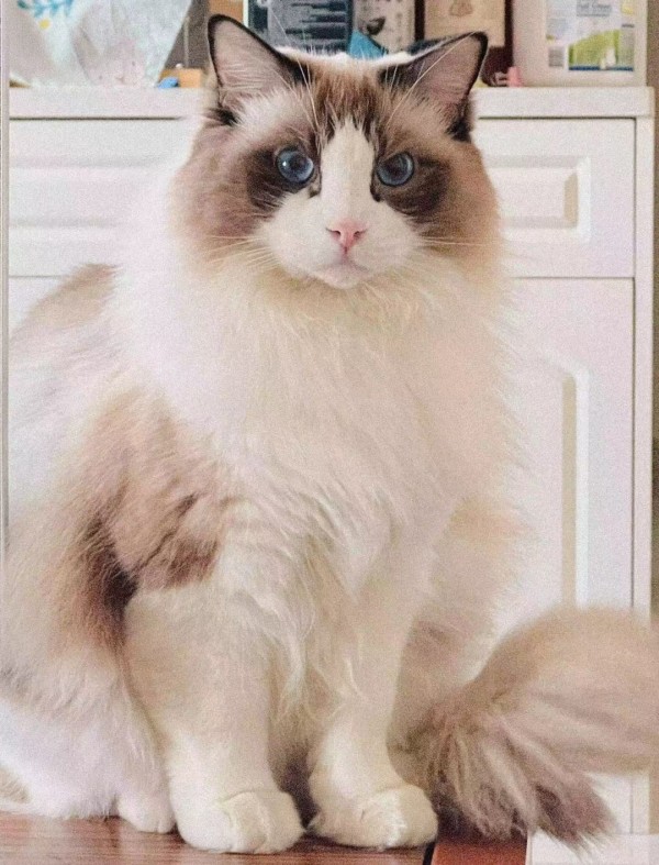 女明星独家专访系列:全服星韵值TOP1带着她的小猫猫空降采访!