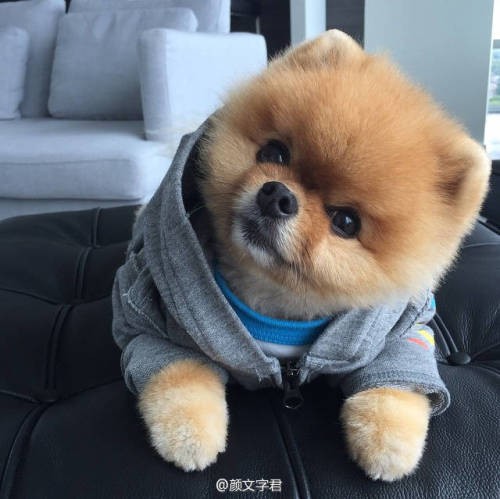 “狗狗美妆秘籍，变身萌宠小明星！”