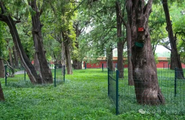 地坛公园不再允许用明星姓名认领树，未来还能以作家姓名认养吗？